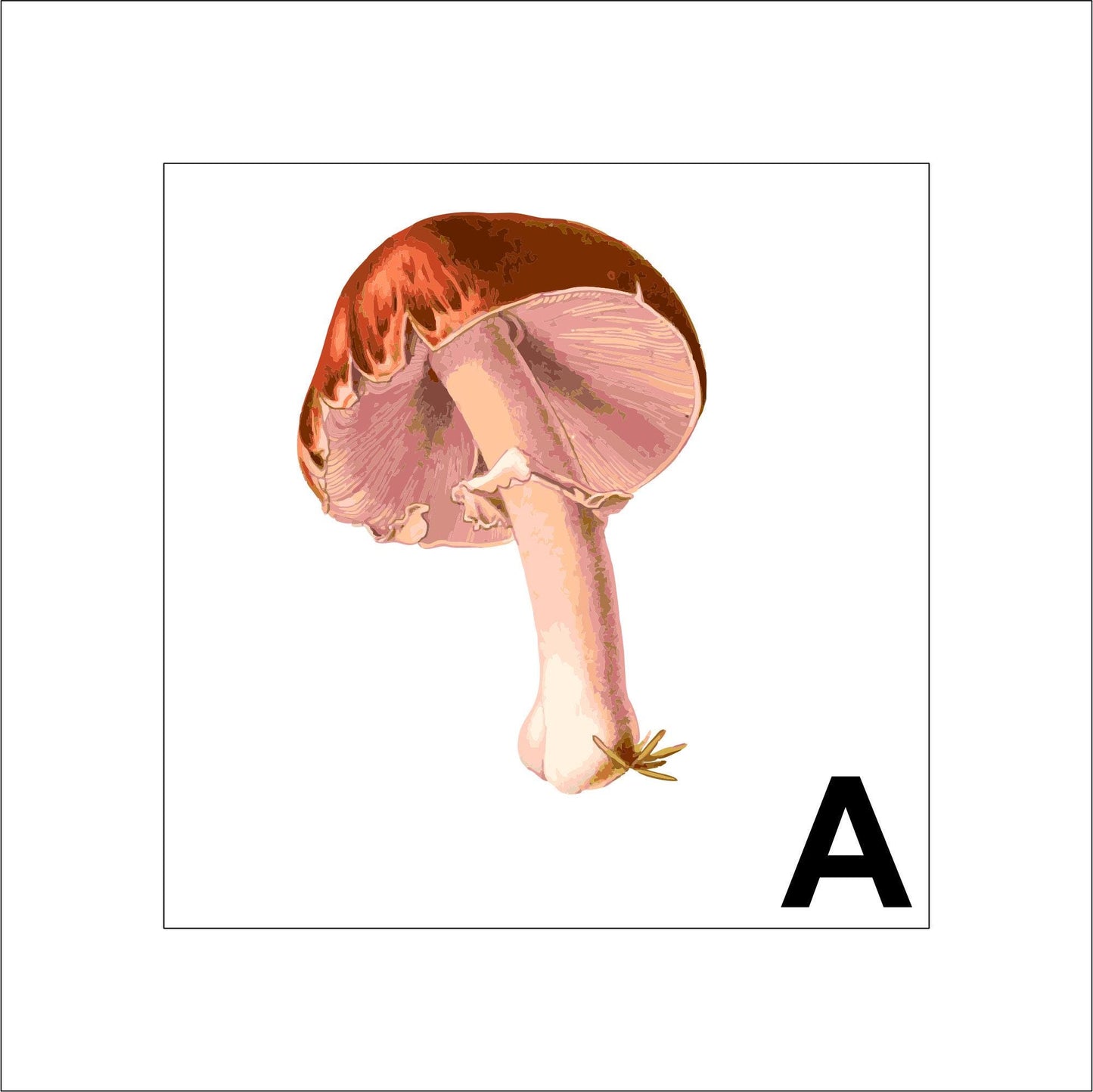 Mushroom Sticker Decal for Planners, laptop sticker, tumblers sticker, cars, walls, mirrors, notebook sticker, phone sticker, etc. 8PLNT